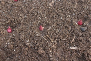 Red Onions Planted in Totes