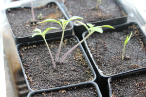 All Tomato Plants Sprouting