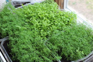 Dill and Alyssum Plants