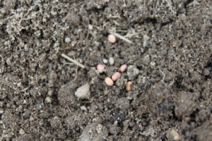 Radish Seeds Planted in the Garden