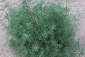 Collection of Dill Plants