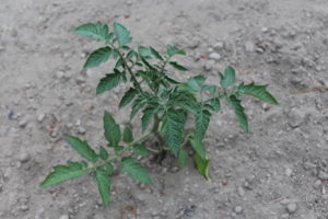 Transplanted Tomato Plant