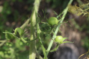 Tomatoes on Tomato Plants