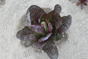 King Crimson Hybrid Lettuce Plant