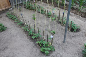 Ropes For Climbing Pole Beans