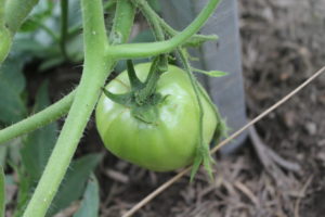 Roma Tomato on Plant
