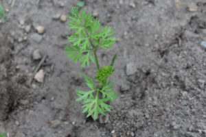 Newly Sprouted Carrot Plants