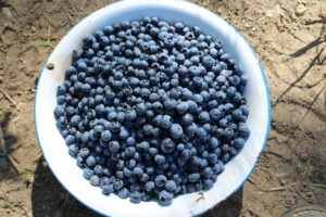 Second Harvest of Blueberries