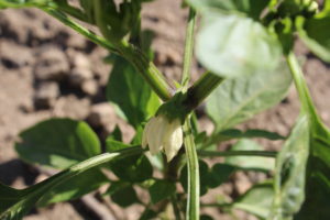 Small Pepper Flower