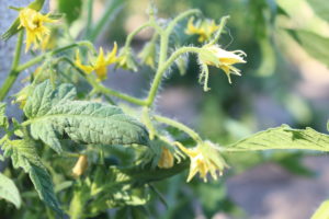 Steakhouse Tomatoes Flowers
