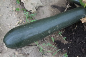 Zucchini Ready for Harvesting