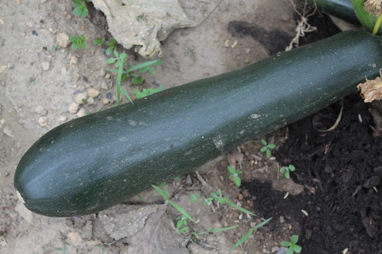 leggy watermelon seedlings