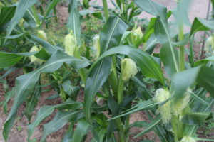 Corn Ready for Harvesting Soon