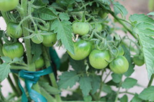 Cluster of Green Cherry Tomatoes