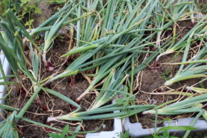 Onion Plants Fallen Over