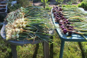 Onions Drying on Table