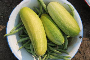 Three Large Cucumbers Harvested