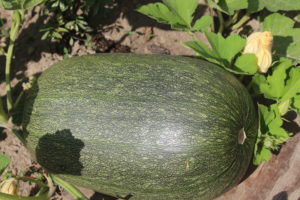 The First Pumpkin Produced by Vine