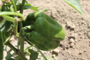 Pepper Growing on Plant