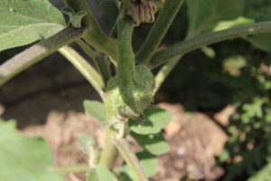 Possible Eggplant Growing on Plant