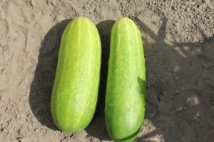 Two Cucumbers Harvested