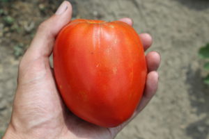 The First Harvested Roma Tomato