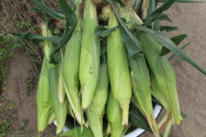 Second Corn Harvest of the Season