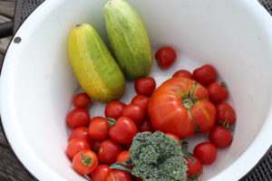 Cucumbers, Tomatoes, and Some Broccoli