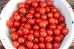 Over One Hundred Cherry Tomatoes Harvested