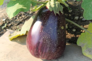 Eggplant Growing on Plant