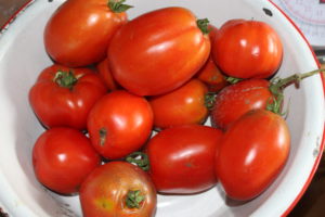 Roma Tomatoes That Were Made Into Sauce