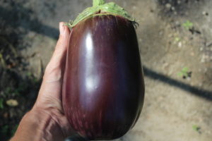 The First Eggplant Harvested for 2018