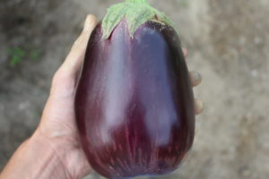 The Second Eggplant for 2018