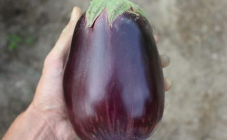 Large Eggplant