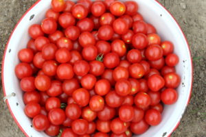 A Couple Hundred Cherry Tomatoes Harvested