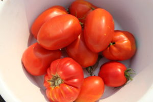 Nine Large Roma Tomatoes