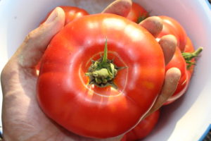 Large Steakhouse Tomato Best for Sandwiches