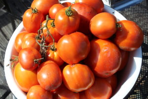 Roma Tomatoes Used To Make Sauce