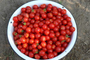 490Cherry Tomatoes Harvested in One Day