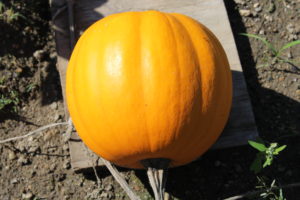 Pumpkin Ready for Harvesting