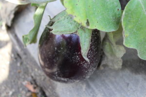 Eggplant Still Growing Through the Fall