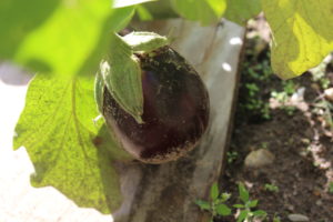 Small Eggplant Still Growing