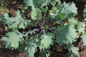 Kale Plants With Large Leaves