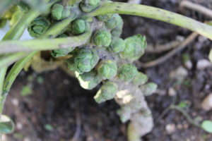 Brussel Sprout Growing on Stem