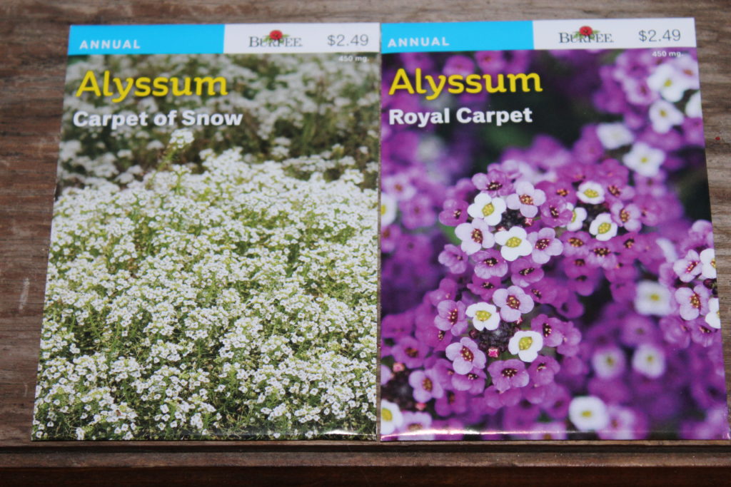 Alyssum seed packets of Carpet of Snow and Royal Carpet.