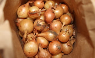 Yellow Onion Bulbs in Bag