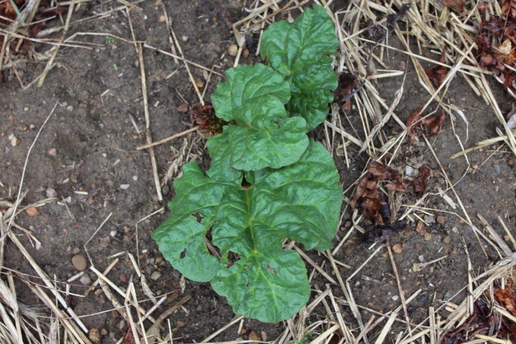First rhubarb plant that survived the harsh winter weather.