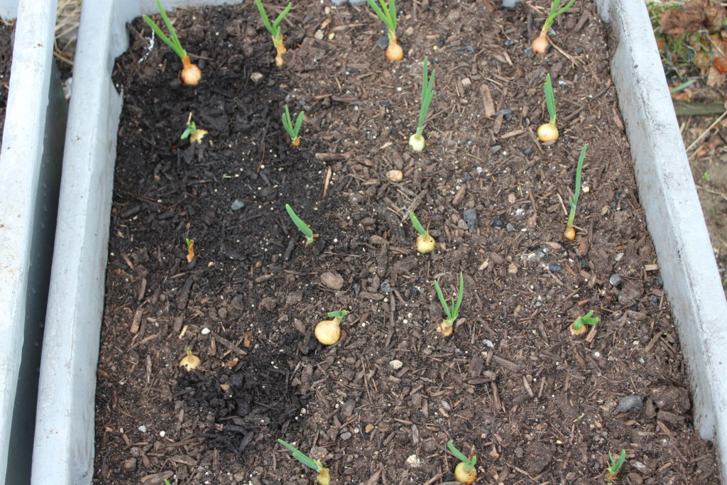 Here are yellow onions that are starting to produce stems.