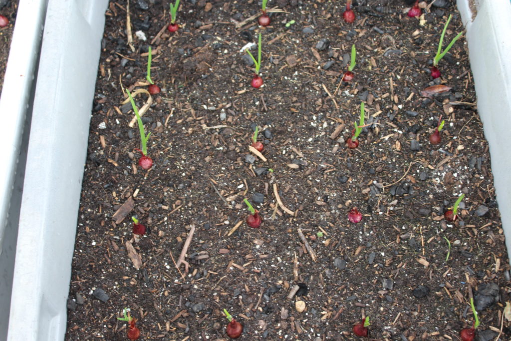 Red onions producing stems in the totes that they were planted in.