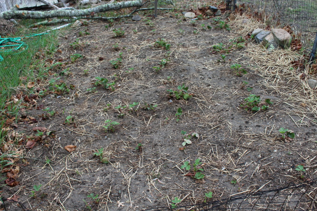 Here are four rows of strawberry plants that had straw removed.  Working to have more rows of strawberry plants.